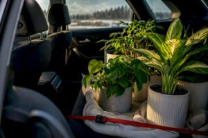 Houseplants secured inside a personal vehicle